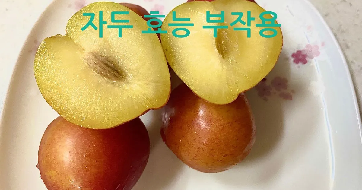 자두 효능 부작용